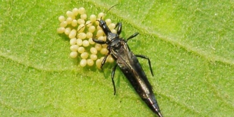 Kako se nositi sa tripsom na ružama